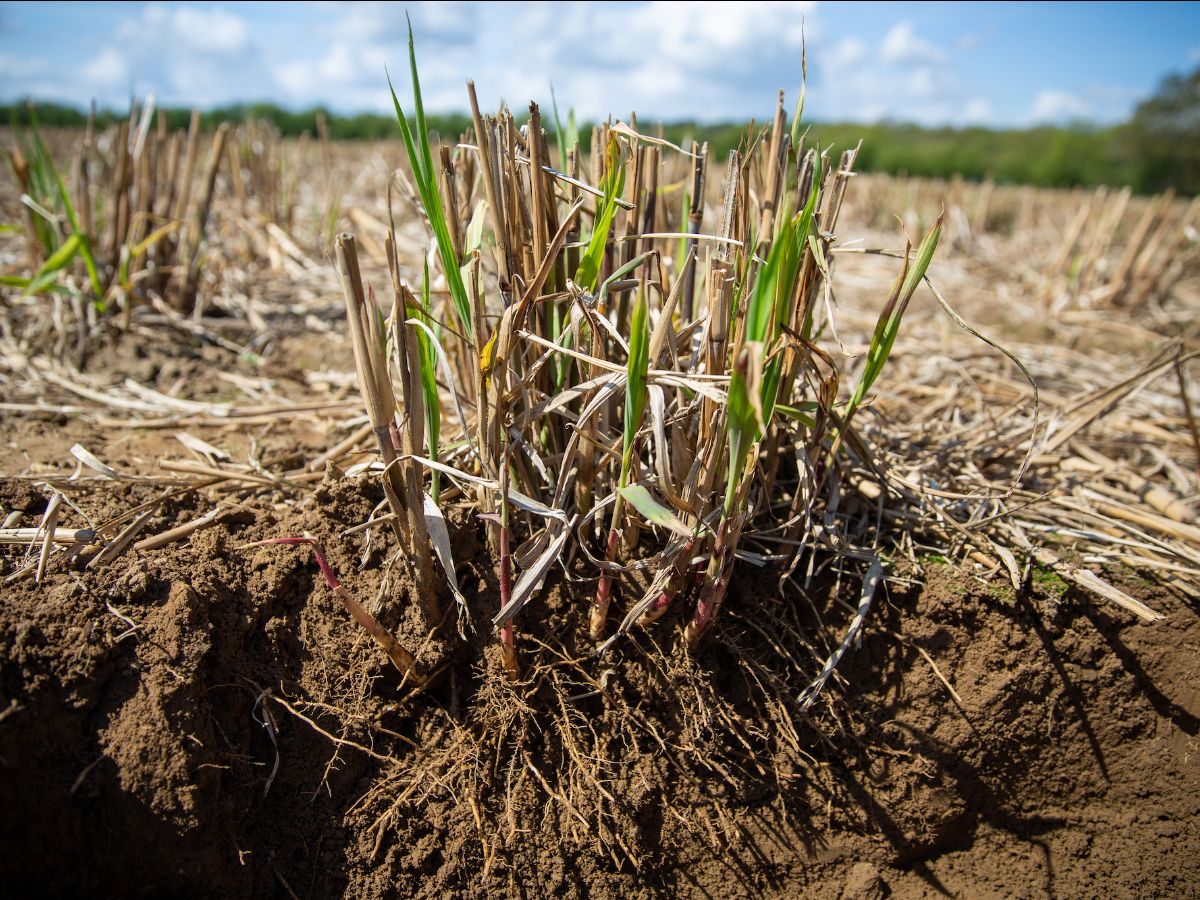 sbuk online event – Miscanthus: How can the construction sector benefit with its use?